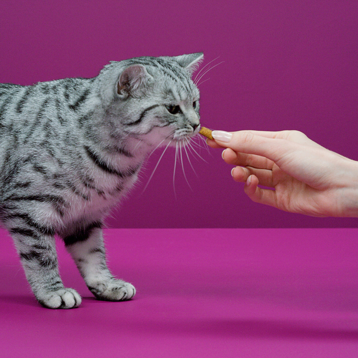 Whiskas Temptations con Pollo y Queso