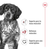 Royal Canin Perro Medium Adult
