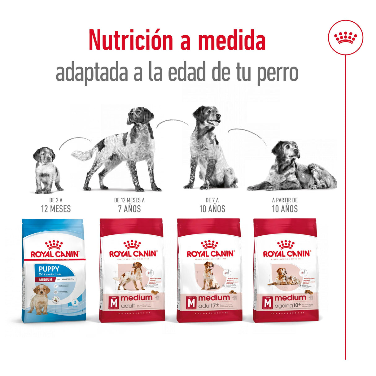 Royal Canin Perro Medium Adult