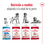 Royal Canin Perro Medium Adult